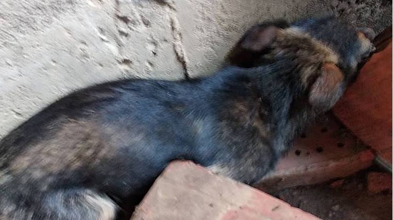 UZNEMIRUJUĆE SLIKE Zlostavljana kujica nađena u podrumu kod Vukovaru je spašena i traži dom